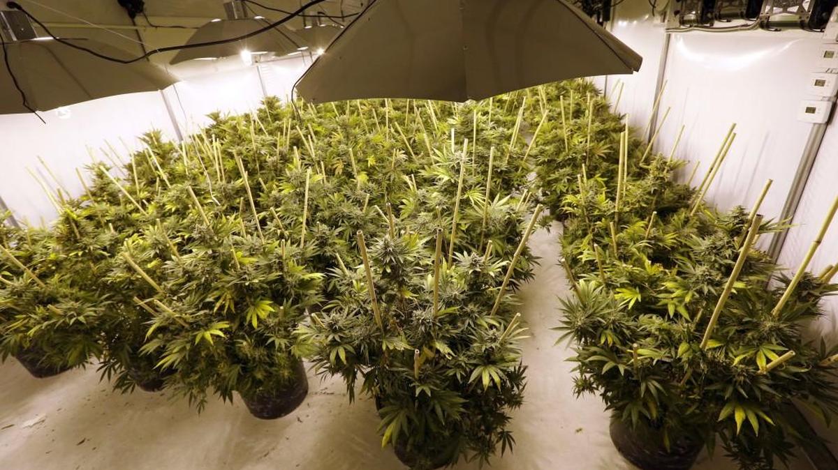 Marijuana plants sit under powerful lamps in a growing facility in Arlington in 2015. Four years after Washington voters approved an initiative to legalize recreational marijuana use, the state is working on a new license for researchers to grow marijuana for scientific study.