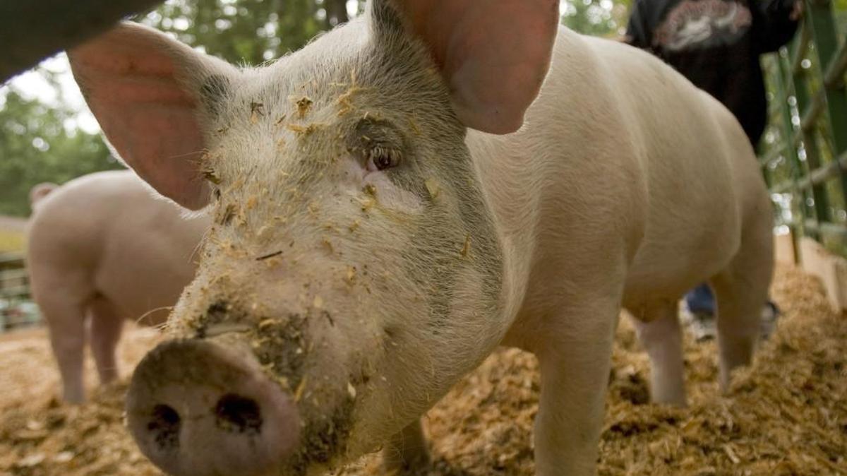 A pig is shown in this 2008 photo from the Pierce County Fair in Graham. Several state lawmakers have reached out to the University of Washington in Seattle to ask the university to stop using pigs to teach paramedics how to create surgical airways.