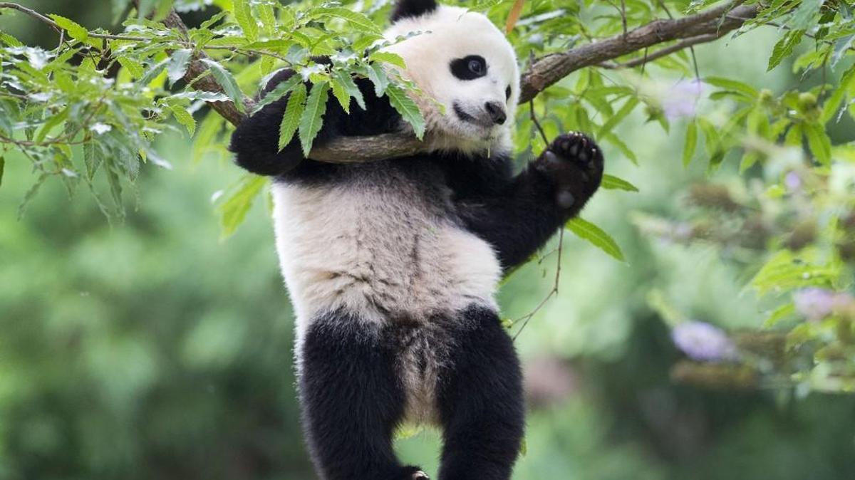 
Panda cub Bao Bao hangs from a tree in her habitat at the National Zoo in Washington on her first birthday in 2014. Washington state lawmakers have written the president of China asking if pandas could be sent here.

