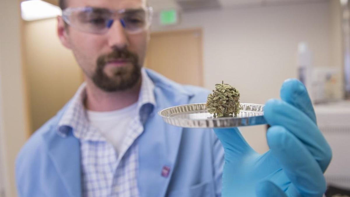 Medicine Creek Analytics scientific director Aaron Stancik PhD displays a cannabis flower sample before putting it in a drying chamber to measure moisture. Photo taken in Fife on Tuesday, July 26, 2016.