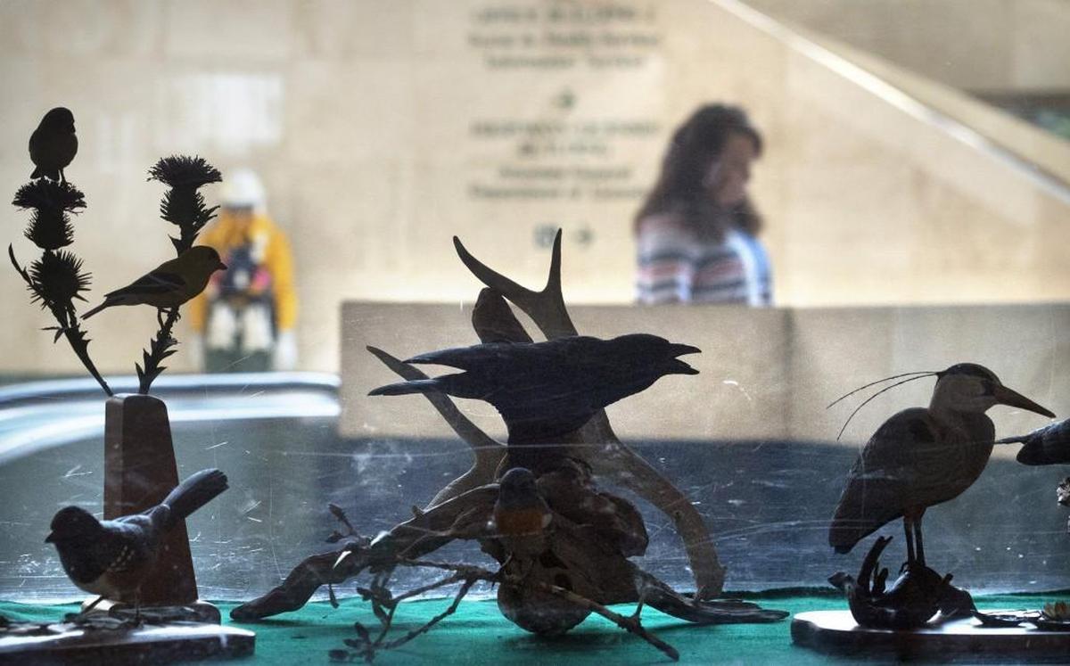 Wildlife carvings on display outside the Washington Department of Fish & Wildlife offices in the Department of Natural Resources building on the Captiol Campus in Olympia on Wednesday, Aug. 2, 2017.