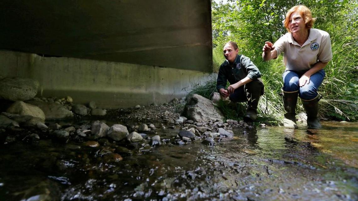Julie Henning, right, division manager of the Washington Dept. of Fish and Wildlife ecosystem services division habitat program, and Melissa Erkel, left, a fish passage biologist, look at a wide passageway for the north fork of Newaukum Creek near Enumclaw. Federal appeals judges say the state of Washington has violated the treaty rights of tribes to fish by building and maintaining large pipes that allow streams to pass beneath roads but also block migrating salmon.