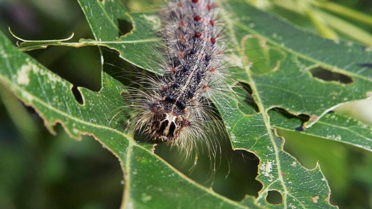 A gypsy moth caterpillar walks on the leaves of a tree in Trenton, New Jersey.