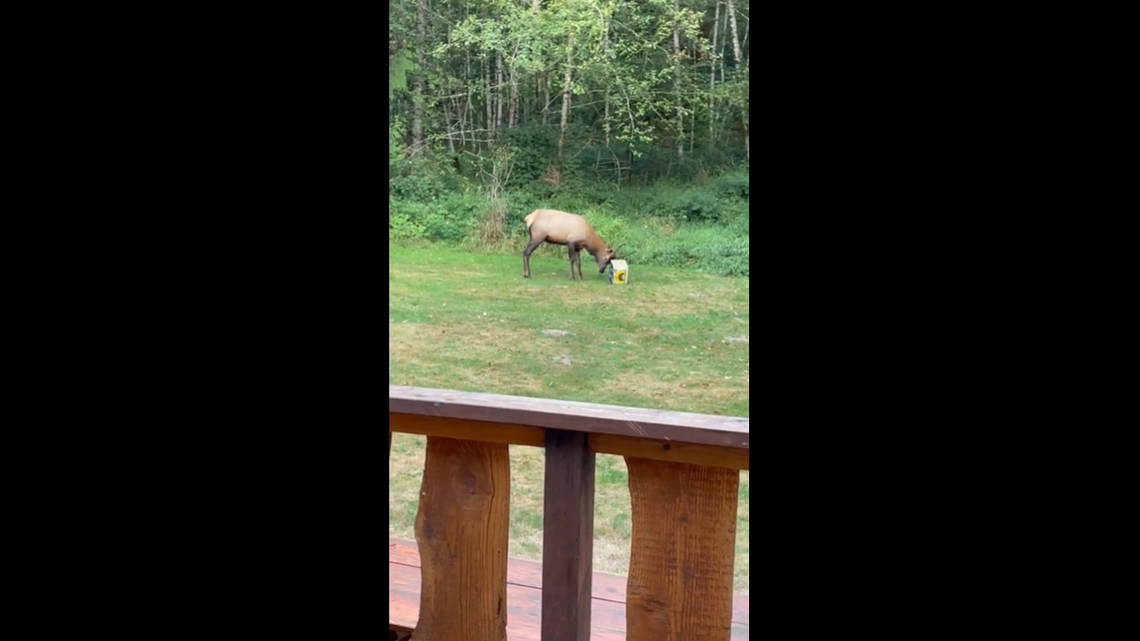 A young elk kept returning to a hunter’s cabin in Packwood, Washington, to play with a target. It prevented the man from hunting larger elk.