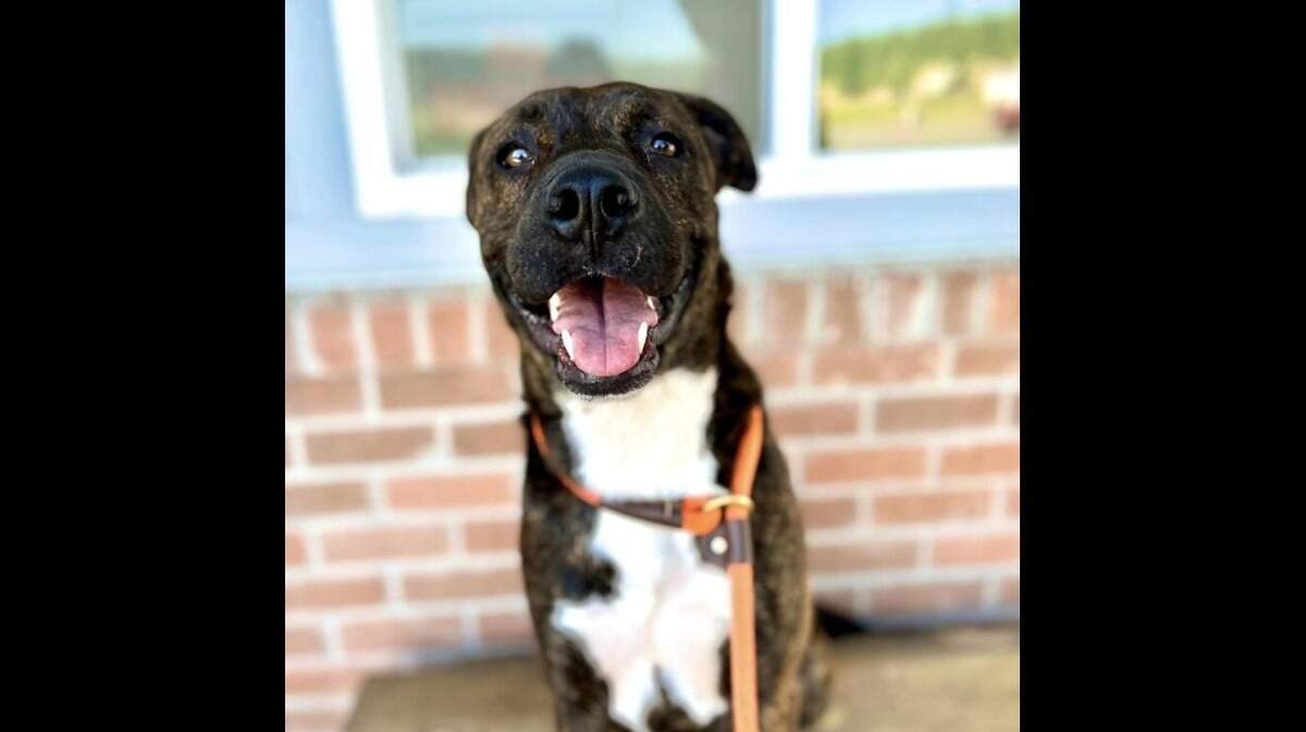 Dr. Pepper is a “social butterfly.” He’s looking for a new home after years of being in a shelter.