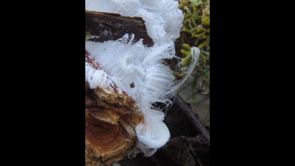 Hair ice is pictured in this photo at Mount Rainier National Park in Washington.