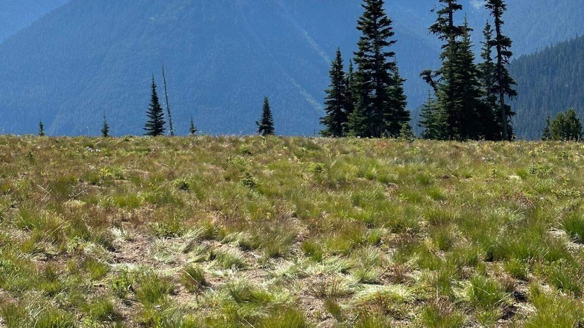 This photo shows a patch of damaged subalpine wildflower meadow in the Sunrise area within Mount Rainier National Park. Officials said the plants were damaged after visitors came to the park for the Perseid meteor shower.