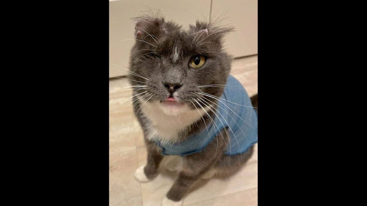 A cat named Vinny can be adopted after he survived being set on fire, a Washington animal rescue said.