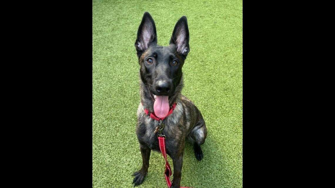 Dame is a 2-year-old Belgian Malinois who was rescued in December from Silverdale, Washington.