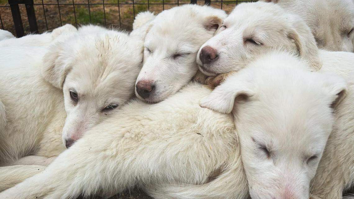 Eight puppies and their mom were taken to a rescue in Sweet Home, Oregon, after being found abandoned in Washington.