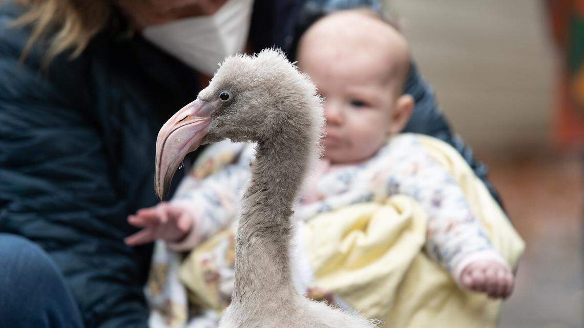 A baby Chilean flamingo was named after an Alaska Airline flight attendant’s granddaughter. The woman helped a zoo worker incubate the eggs when the machine stopped working.