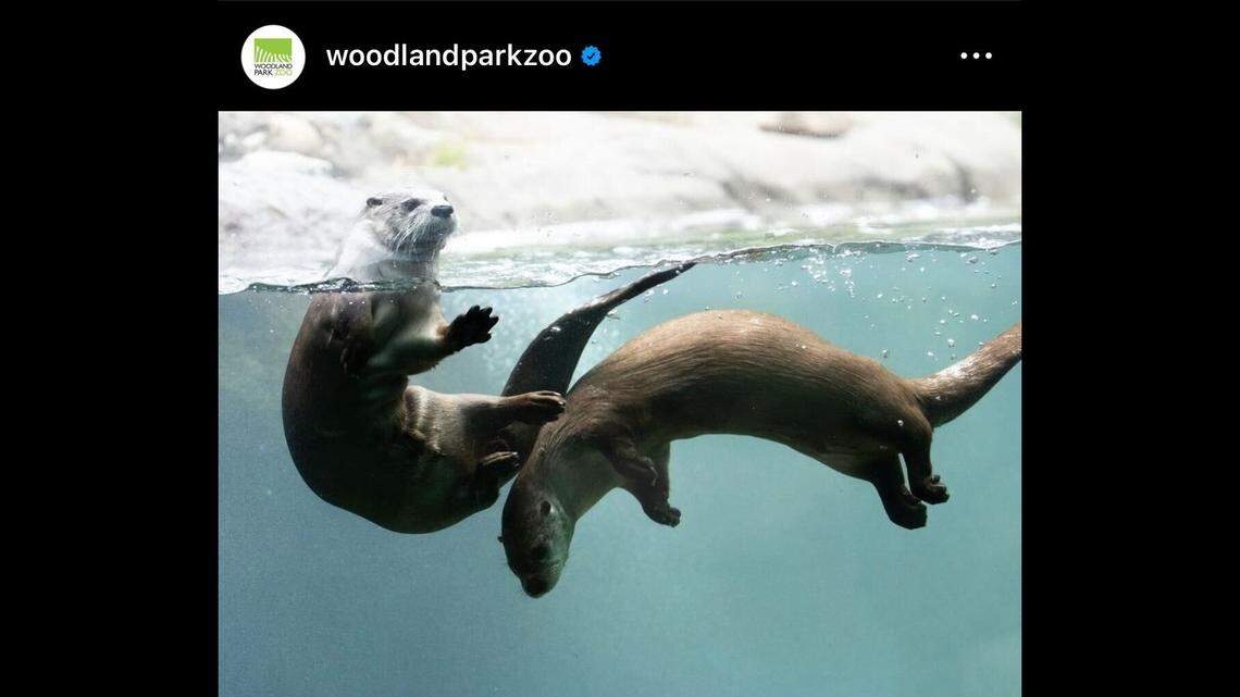 Two otters were born at a zoo in Washington, officials said.