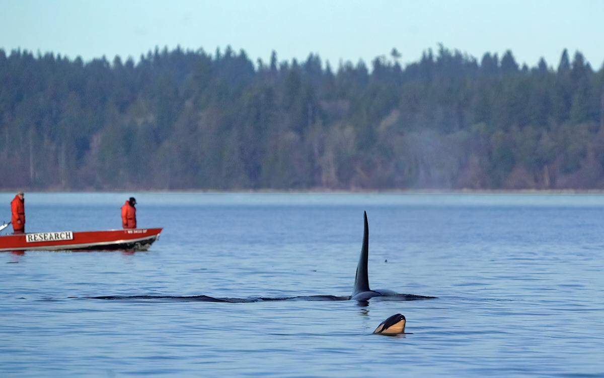 A days-old baby Southern Resident killer whale was spotted Dec. 26 in the Puget Sound with the J pod. Wildlife officials warn boaters to keep a distance.