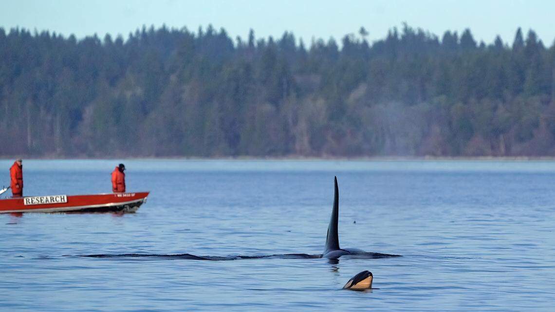 A days-old baby Southern Resident killer whale was spotted Dec. 26 in the Puget Sound with the J pod. Wildlife officials warn boaters to keep a distance.