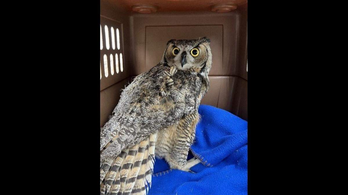 A great horned owl ended up injured after trying to prey on chickens in a coop near Spokane, Washington, wildlife officials said.
