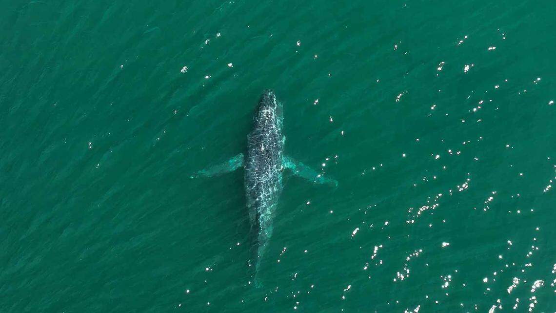 The injured humpback whale was photographed by drone July 23 south of Lopez Island.