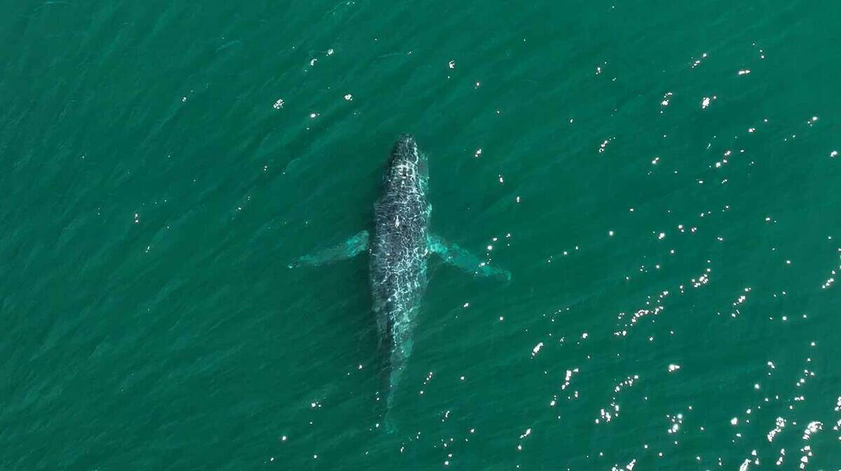 The injured humpback whale was photographed by drone July 23 south of Lopez Island.