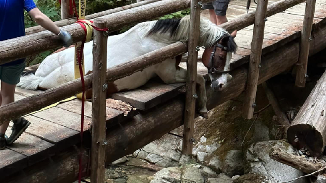 Volunteers worked into the night to rescue a horse that fell through a rotted bridge and got trapped in Washington.