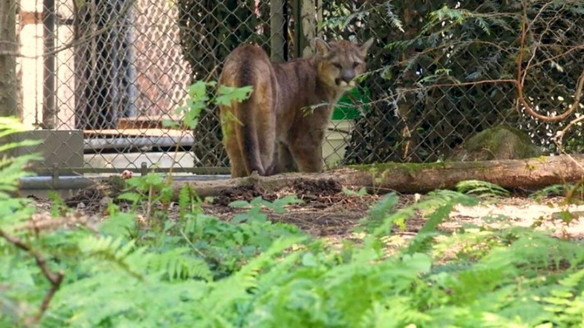 One of the two rescued cougar cubs making their public debut at Northwest Trek Wildlife Park near Tacoma, Washington.