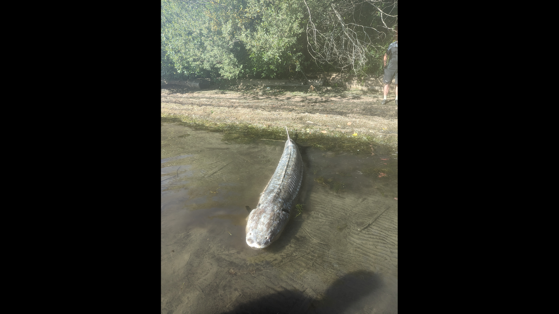A massive fish was found Sept. 6 in Lake Washington in Kenmore, wildlife officials said. A cause of death hasn’t been determined.