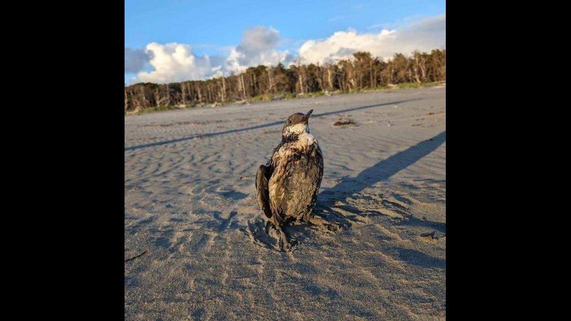 This photo shows a bird covered in oil. Several seabirds have been found coated in oil near Washington and Oregon coastlines, wildlife officials said.