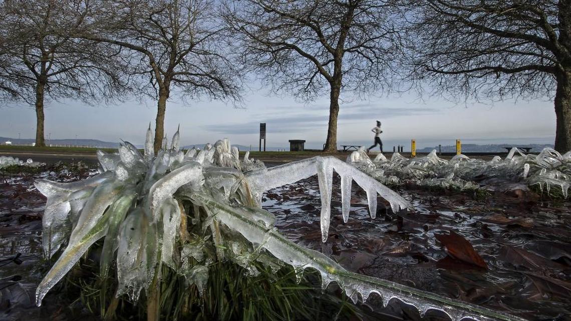 Repeated dousing of puddled rainwater on vegetation on the side of Ruston Way in Tacoma resulted in natural ice sculptures during the recent run of cold weather. “Things are going to be warming up here,” said National Weather Service meteorologist Johnny Berg. But it’s going to be wet and windy, too. Up to an inch of rain is expected Monday with winds up to 30 mph in the morning, according to the Weather Service.