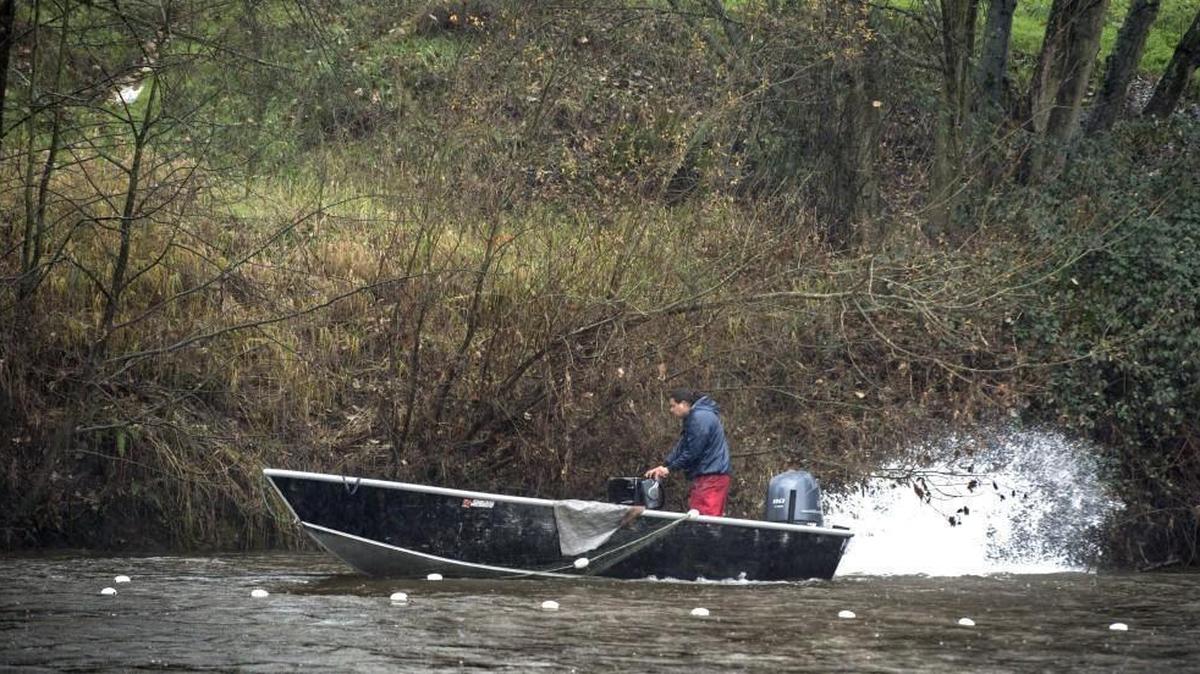 Puyallup Tribe member Siab McCloud steers his 20-foot Lowe boat away from tree branches along the high-water bank of the Puyallup River in Puyallup on Monday. The chum salmon fishing wasn’t good as the run was probably at its peak two weeks ago when the river flooded and the water was much higher. During that time it was too dangerous to fish. If the water level gets much higher, Puyallup tribe members say they may have to stop fishing again.