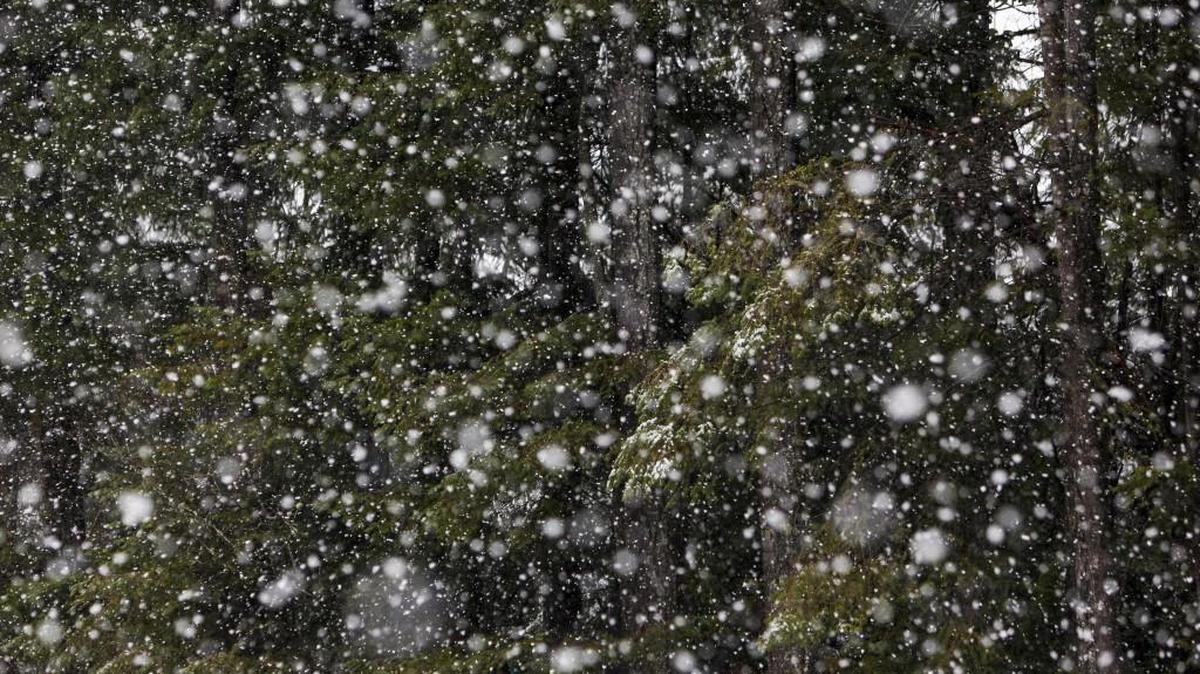 A snow flurry obscures trees in Gig Harbor on Feb. 6. The South Sound’s last chance for snow this winter may be Monday.