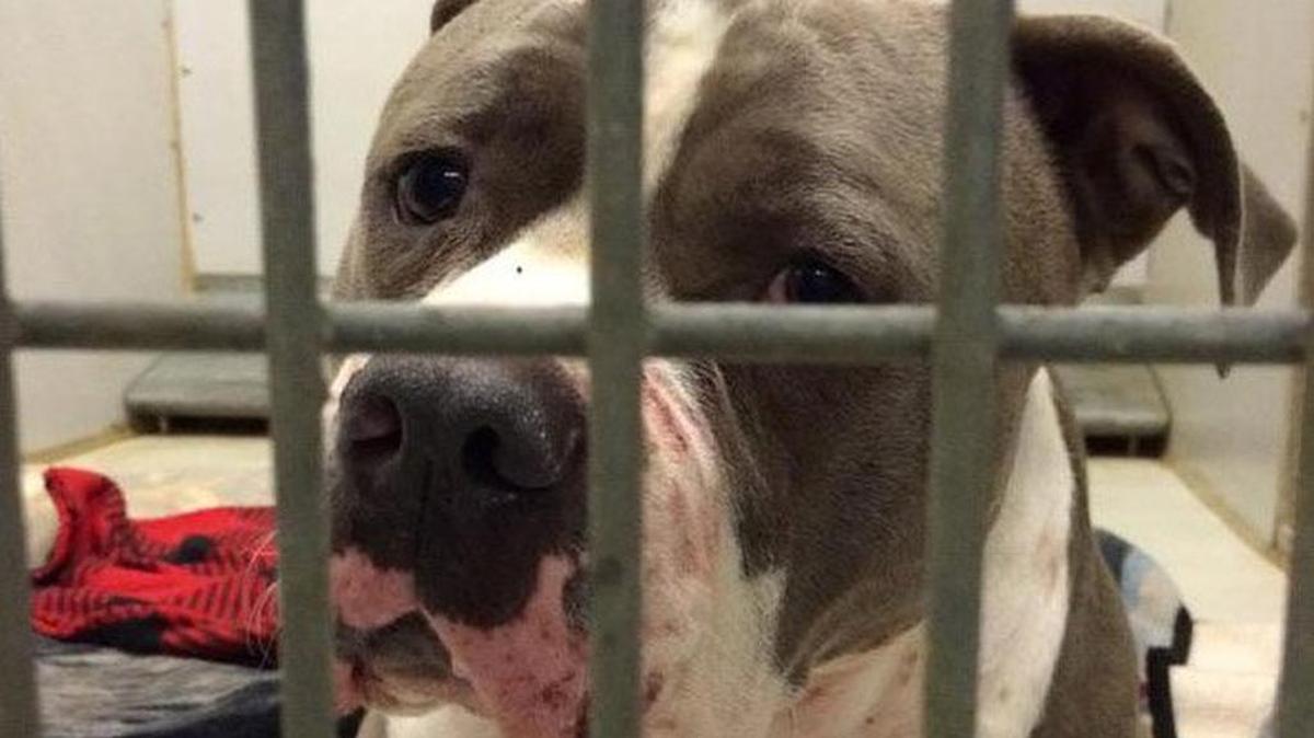 A pitbull was seized by Animal Services for attacking a Thurston County child in March.