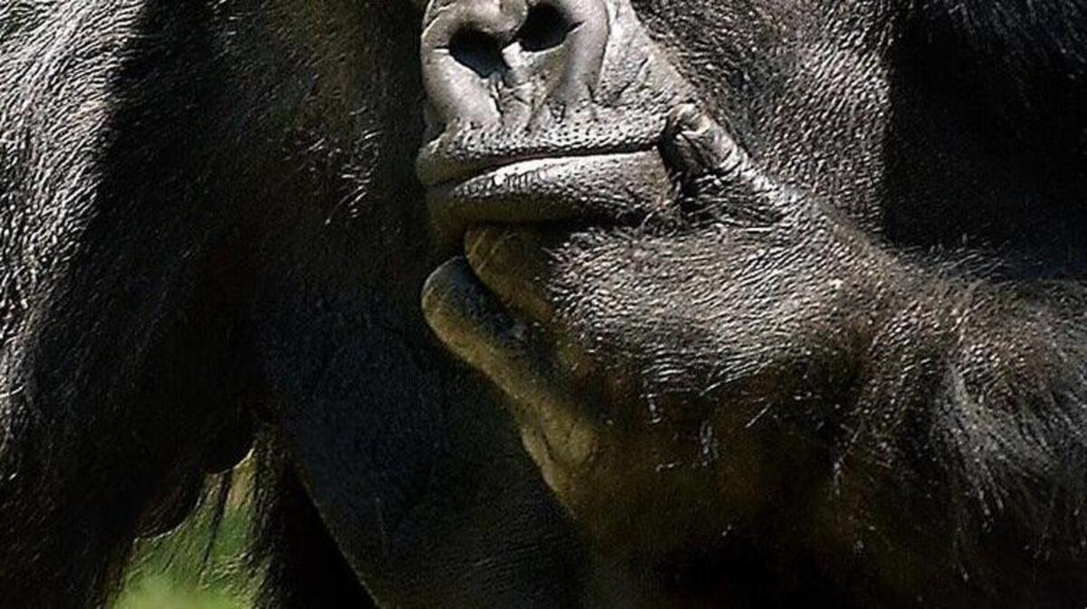 Ivan the gorilla strikes a contemplative pose in the latter stages of his life at Zoo Atlanta.