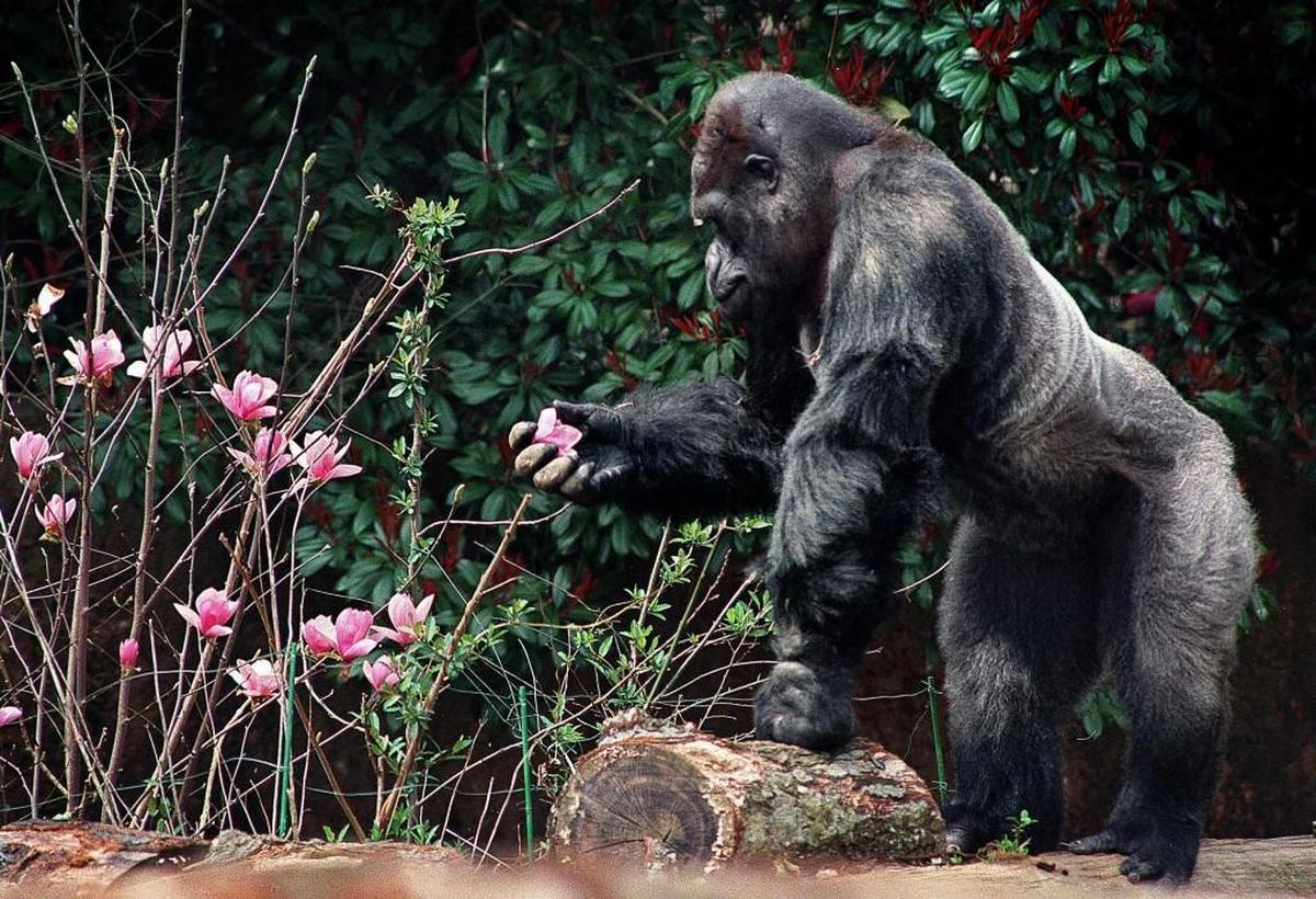 Ivan the western lowland gorilla picked a magnolia blossom on his first day in his new natural enclosure at Zoo Atlanta. The photo is the basis for the life-sized bronze statue now located near the entrance of the Point Defiance Zoo & Aquarium.