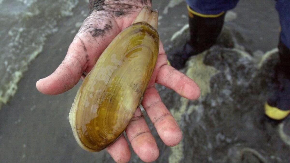 A clammer shows off a razor clam at Grayland, Wash. The succulent, surf-dwelling critters are worthy of respect, but let’s not get carried away by a tide of fanaticism.