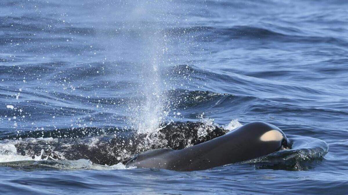 In this photo taken Tuesday, July 24, 2018, provided by the Center for Whale Research, a baby orca whale is being pushed by her mother after being born off the Canada coast near Victoria, British Columbia. The new orca died soon after being born. Ken Balcomb with the Center for Whale Research says the dead calf was seen Tuesday being pushed to the surface by her mother just a half hour after it was spotted alive. Balcomb says the mother was observed propping the newborn on her forehead and trying to keep it near the surface of the water. (David Ellifrit/Center for Whale Research via AP)