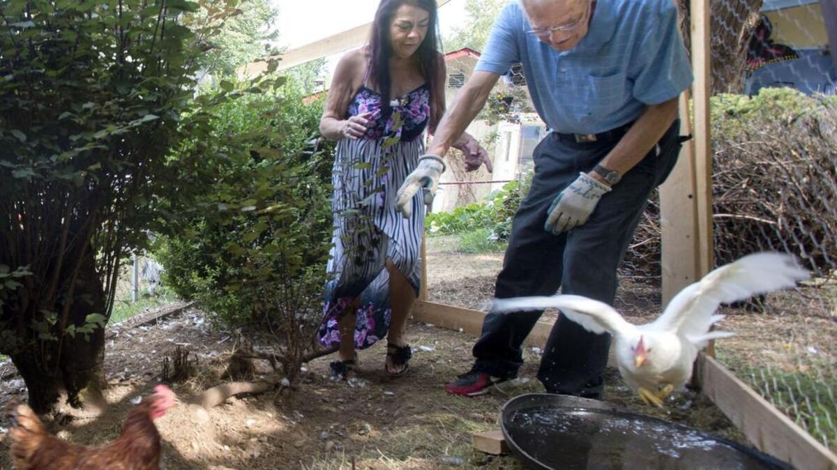 
Shared Housing Services matched Wayne Cooke, 84, of Graham with Mandy Riffle, 51. She gets low-cost housing and he gets help with household chores, such as tending the six chickens kept for eggs.
