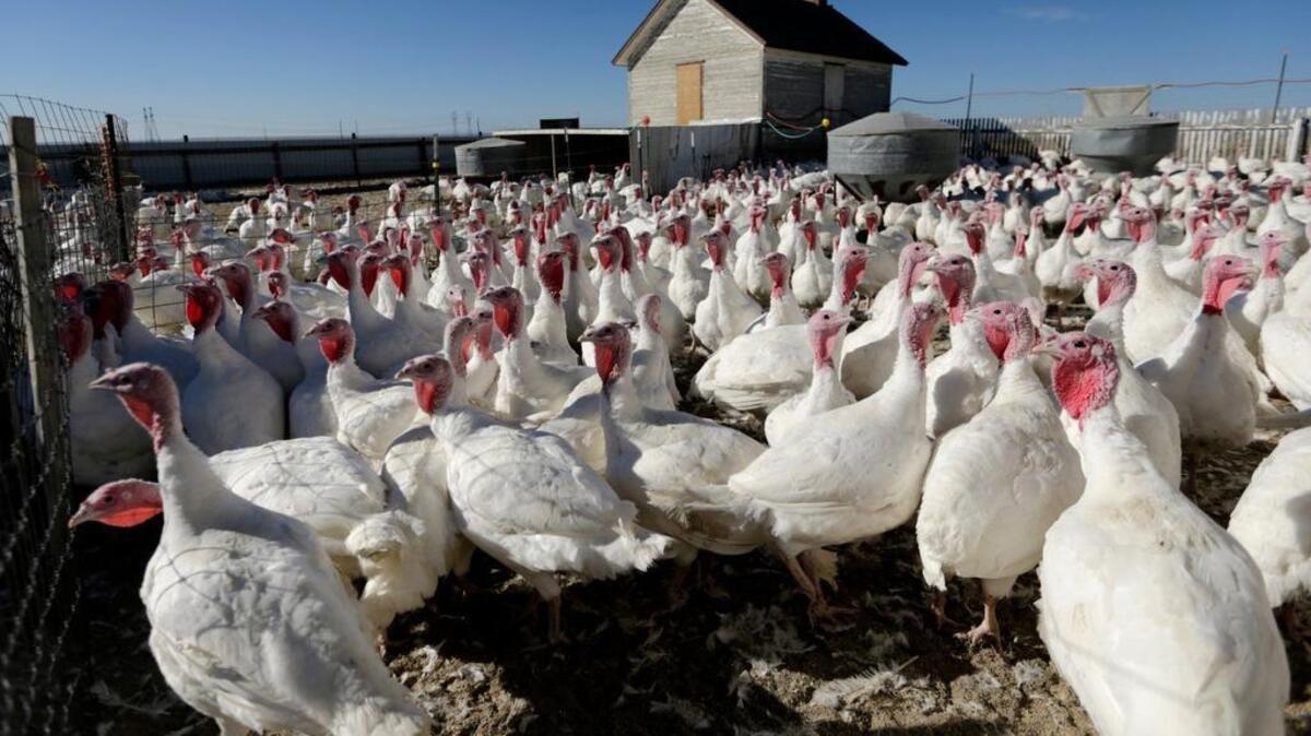Producers including Mountain View Hutterite Colony near Broadview, Montana, raise turkeys with feed that is hormone- and antibiotic-free. Most antibiotics in the United States are given to bulk up livestock and poultry.