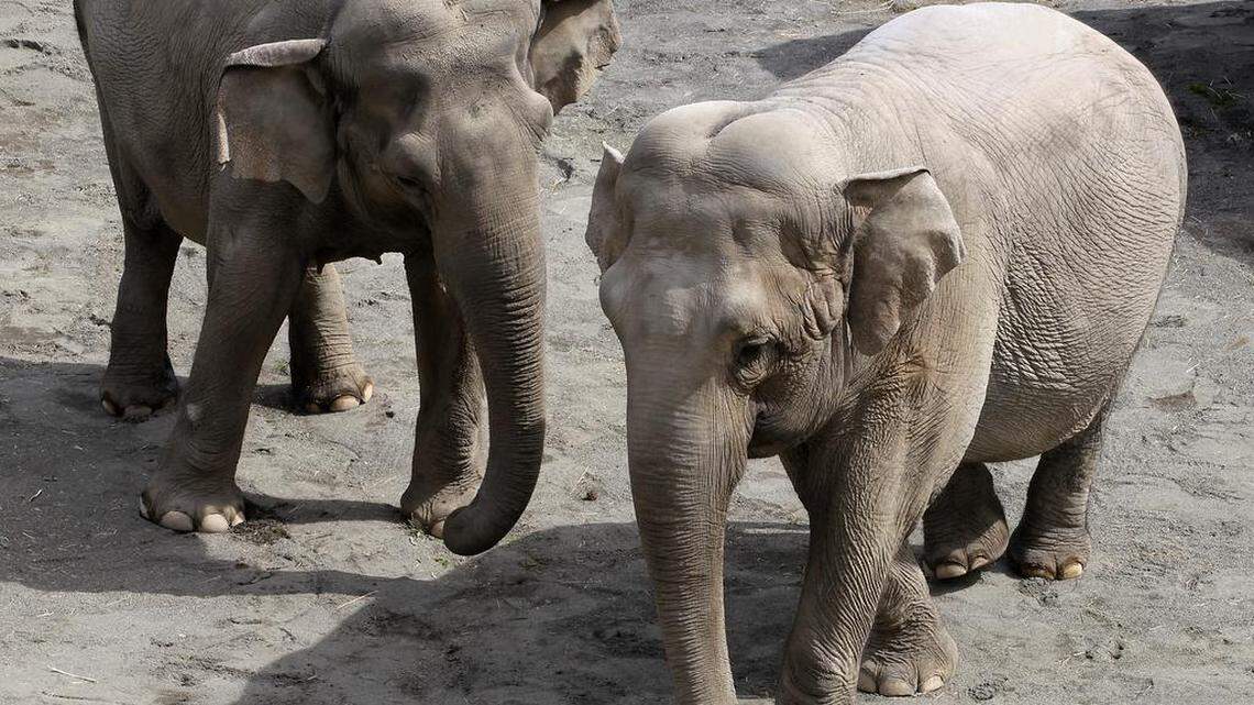Elephants aren't part of the future at the Point Defiance Zoo & Aquarium beyond the life spans of Hanako, left, and Suki, right. The transition to caring for a different species, perhaps the Indian rhinoceros, is drawing nearer with 54-year-old Hanako's recent cancer diagnosis. Suki is also elderly, at 53.