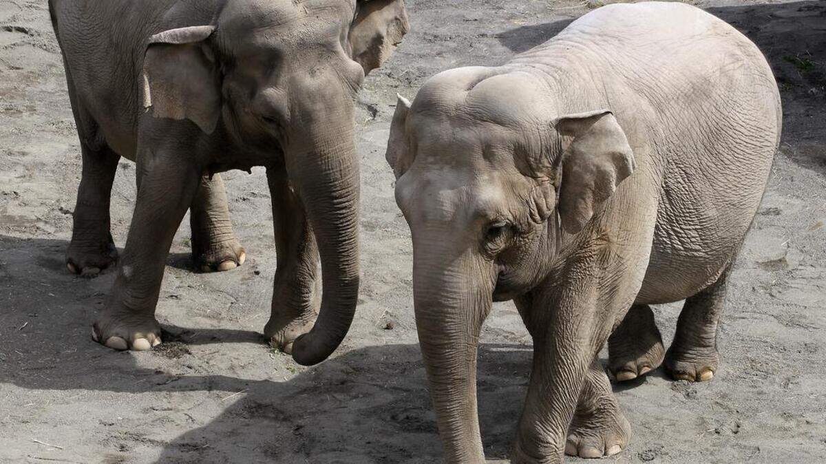 Hanako, left, and Suki, right, are shown at the Point Defiance Zoo & Aquarium in this 2018 file photo.