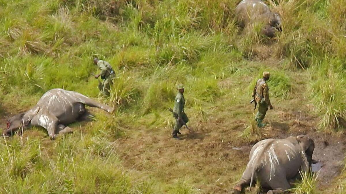 
In May 2014, park rangers at the Garamba National Park in Congo stand near the remains of three elephants that were killed by poachers who took their tusks.
