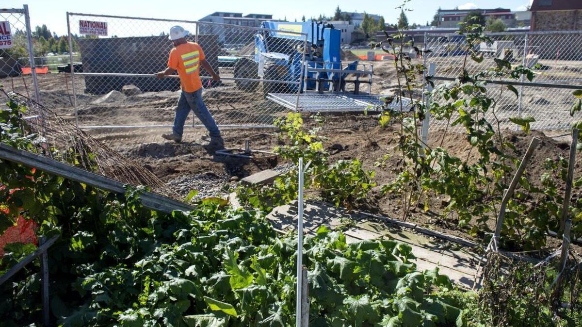 
Security fencing separates a soon-to-be-closed community garden and adjacent new construction on the eastern edge of the Tacoma Community College campus. 
