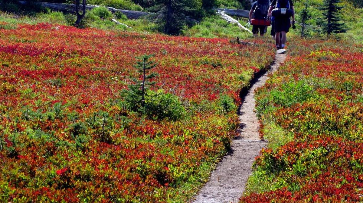 Fall colors come to life at Indian Henry's Hunting Ground, along the 93-mile Wonderland Trail in Mount Rainier National Park.