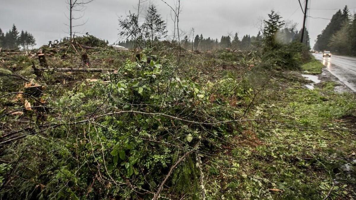 Trees that line Peacock Hill Avenue Northwest were removed as a precaution in early March after yet another tree fell from clear-cut property in north Gig Harbor.