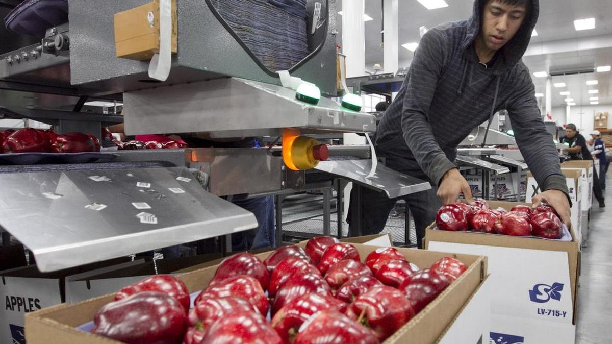 Alfonso Martin helps pack apples for export at Valicoff Fruit in Wapato, Eastern Washington. The Trans-Pacific Partnership would lower trade barriers and increase markets for state farmers.