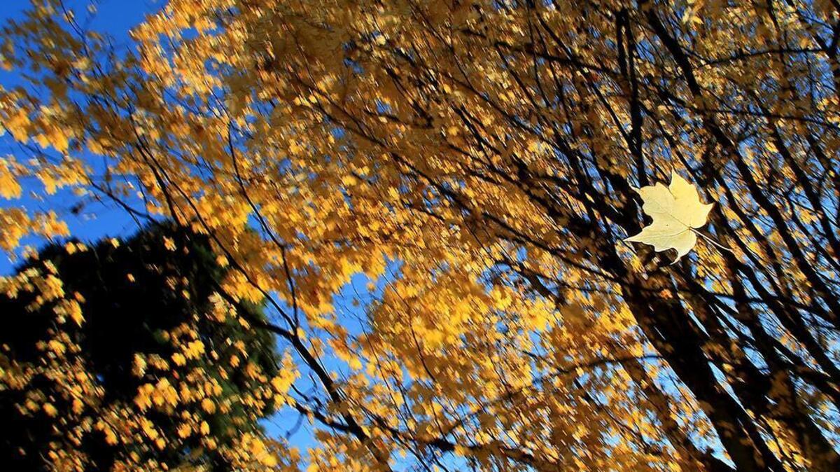 A sugar maple leaf takes flight in autumn at Wright Park in Tacoma.