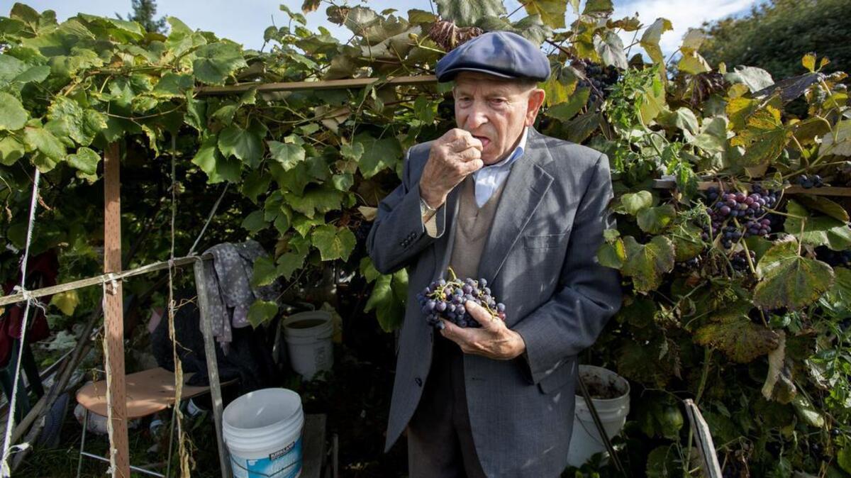 In September 2015, Gregory Tkachuk, an immigrant from Moldavia, sampled wine grapes on his community garden plot at Tacoma Community College. The college announced last summer that it would be closing the garden at the end of October due to adjacent new construction and safety concerns, but now it will remain open under the aegis of the Pierce Conservation District.