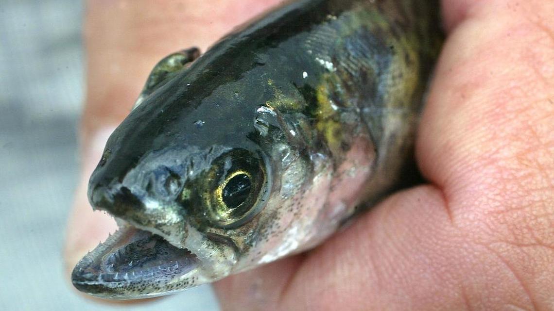 Researchers found unexpectedly high levels of many prescription and illegal drugs in tissue of juvenile chinook salmon like this one.