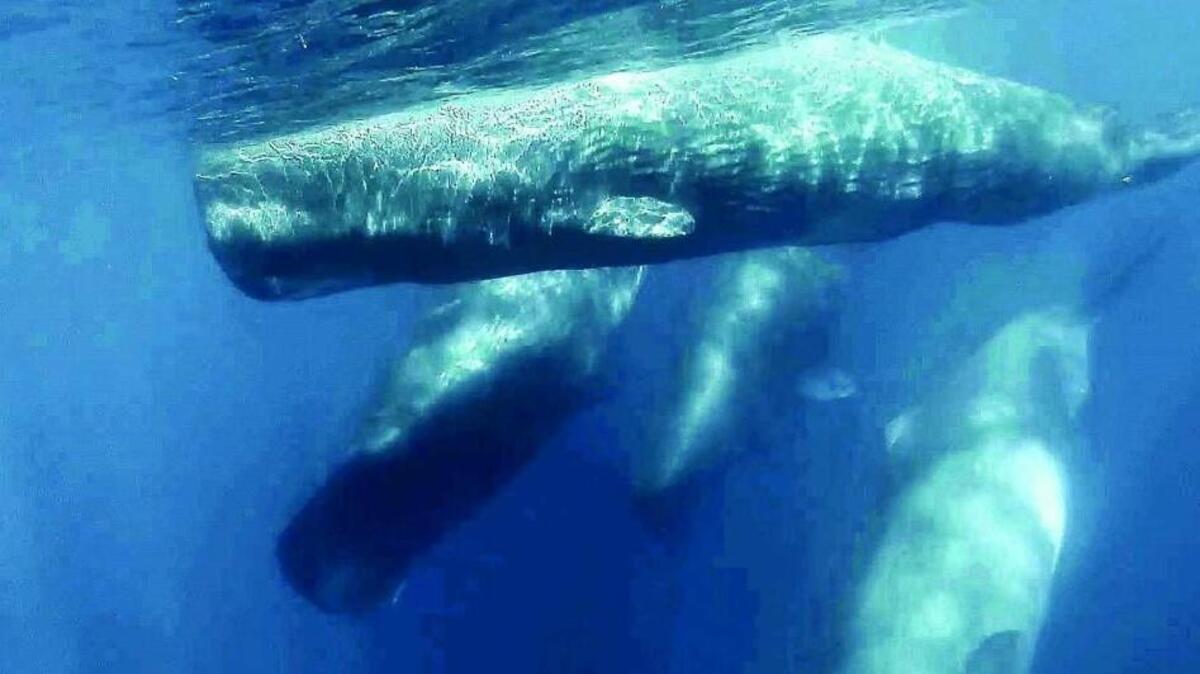 Sperm whales occasionally gather to socialize and groom each other.