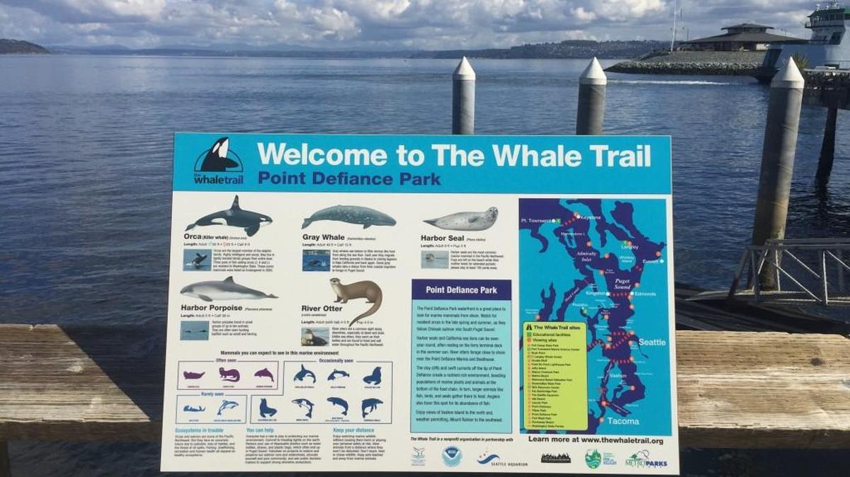 Tacoma has now claimed an official spot on the West Coast Whale Trail, with a designated whale-watching overlook at Point Defiance Park.