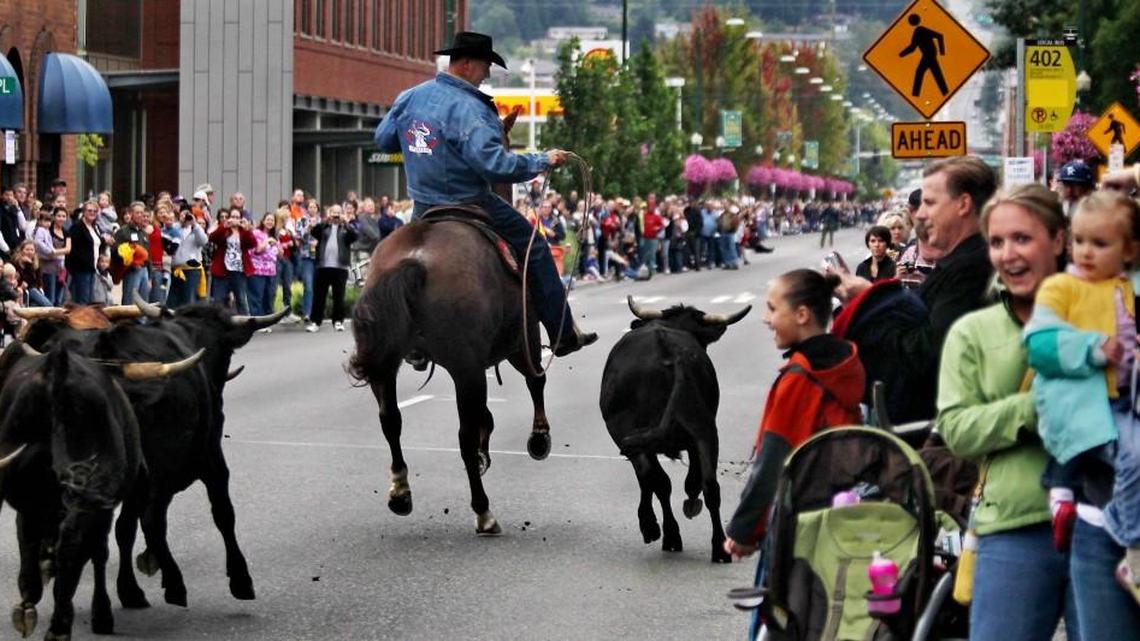 A cowboy tracks a wayward steer during the annual cattle drive through downtown Puyallup - one of the strong traditions of the Washington State Fair. The fair will open during Labor Day weekend for the first time this year.