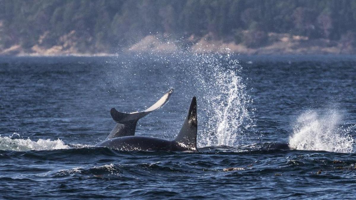 Southern resident orcas head north into Canada off Washington’s Stuart Island on July 31, 2018.