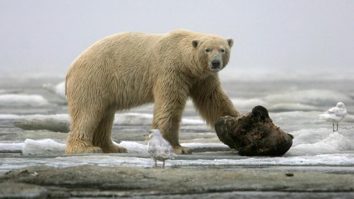 A polar bear on the frozen Beaufort Sea takes a break from gnawing on a chunk of whale meat. The Alaska National Wildlife Refuge is home to the most dense concentration of polar-bear dens anywhere in the U.S. arctic.